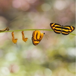 Entwicklungsstadien vom Kokon zum Schmetterling als Symbol für Veränderung und Entwicklung